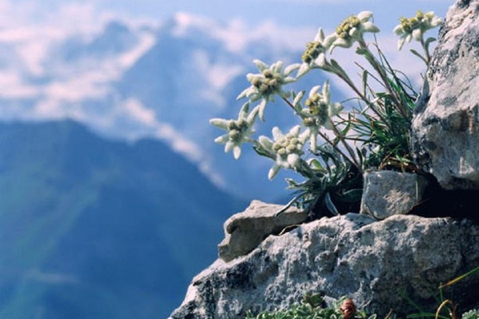 Самые редкие растения в мире - горный эдельвейс и другие