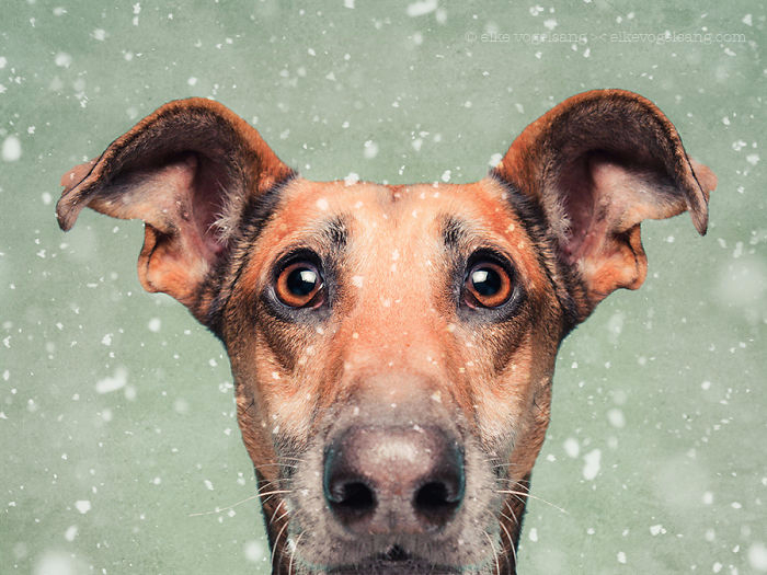 Elke Vogelsang5 (700x525, 279Kb)