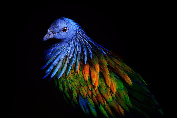 nicobar-pigeon-colorful-dodo-relative-35 (700x466, 227Kb)