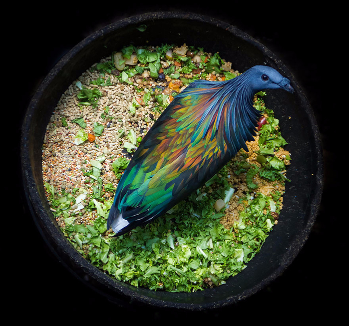 nicobar-pigeon-colorful-dodo-relative-32 (700x653, 498Kb)