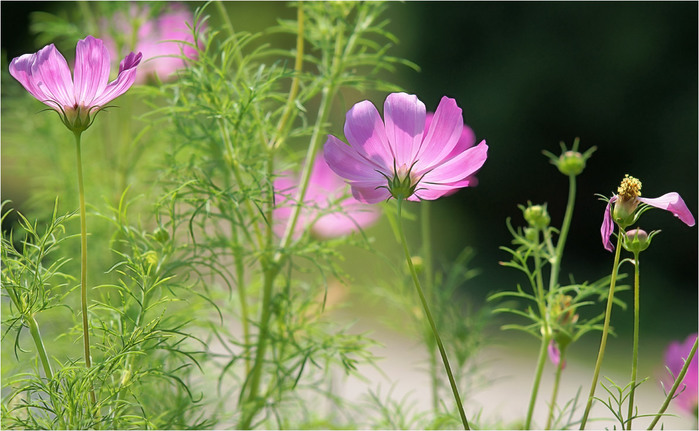 745207_662 (700x431, 112Kb)