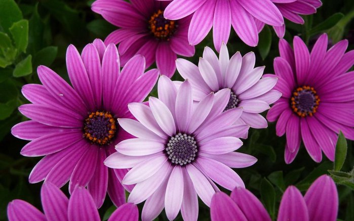 222054__flowers-purple-pink_p (700x437, 66Kb)