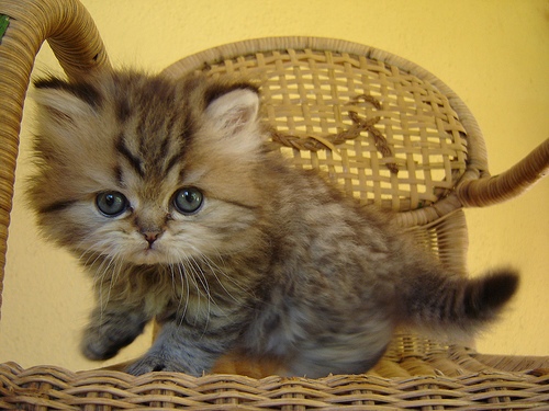 persian-cat-13 (500x375, 94Kb)