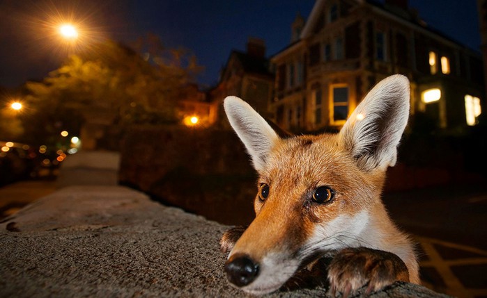 Лучшие фото дикой природы этого года   конкурс Музея естествознания (Лондон)