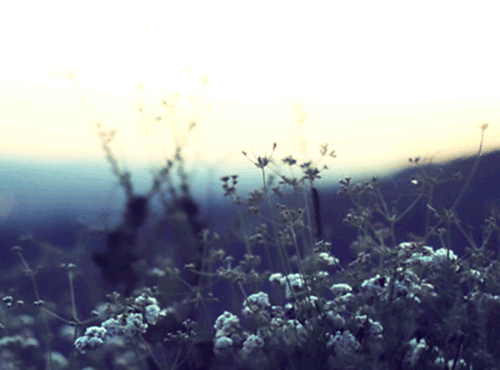 beautiful-meadow-flowers-swaying-win-wind-animated-gif (500x370, 2156Kb)