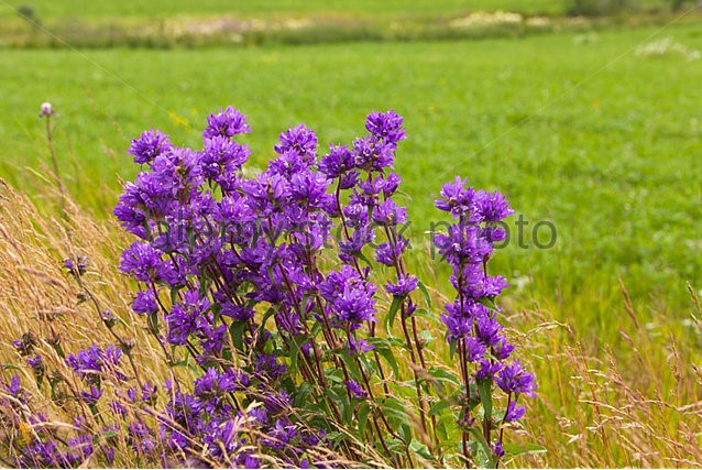 clustered-bellflower-campanula-glomerata-finland-know-also-as-danes-cwxeb3 (638x427, 411Kb)