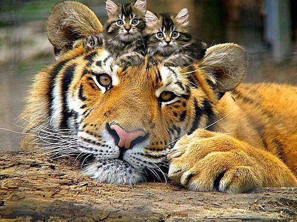 getImageСЂСЂ (604x453, 395Kb)