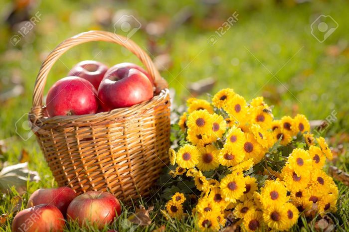 22021853-Basket-with-red-apples-and-flowers-in-autumn-outdoors-Healthy--Stock-Photo (700x466, 71Kb)