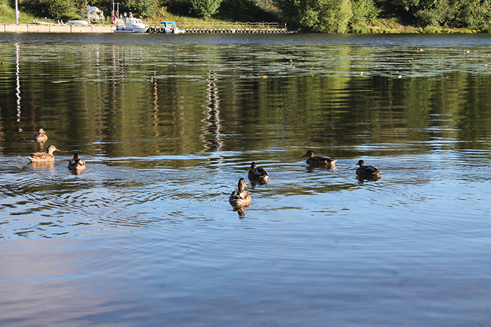 4800487_IMG_5913 (700x467, 397Kb)