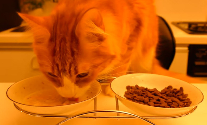 Японец приготовил для своего кота ужин в день рождения