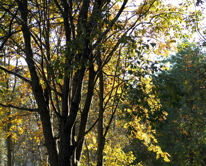 IMG_7208 (700x565, 787Kb)