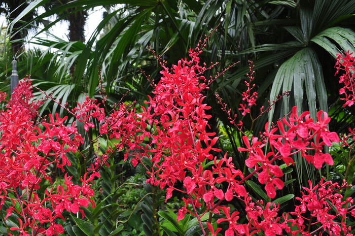 2012-01-23-singapore-botanical-gardens-0051 (700x465, 185Kb)