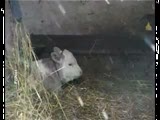 6103185_3859707_LjubiDasto_tele_u_Srbijipurple_calf_in_Serbia (160x120, 5Kb)