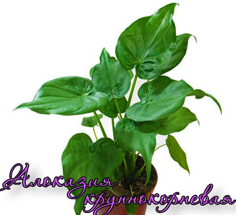 Alocasia_krupnokor2 (478x436, 134Kb)