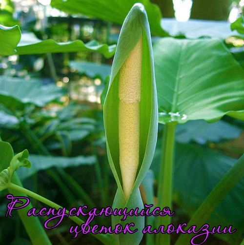Alocasia_odora2 (500x502, 207Kb)