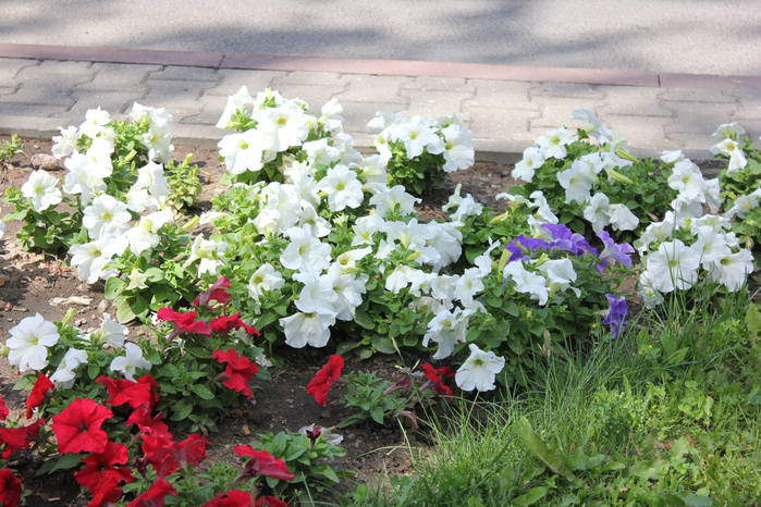 IMG_1883 (700x466, 555Kb)