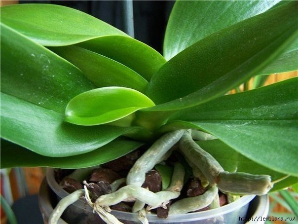 Как размножать орхидею фаленопсис 1 (604x454, 152Kb)