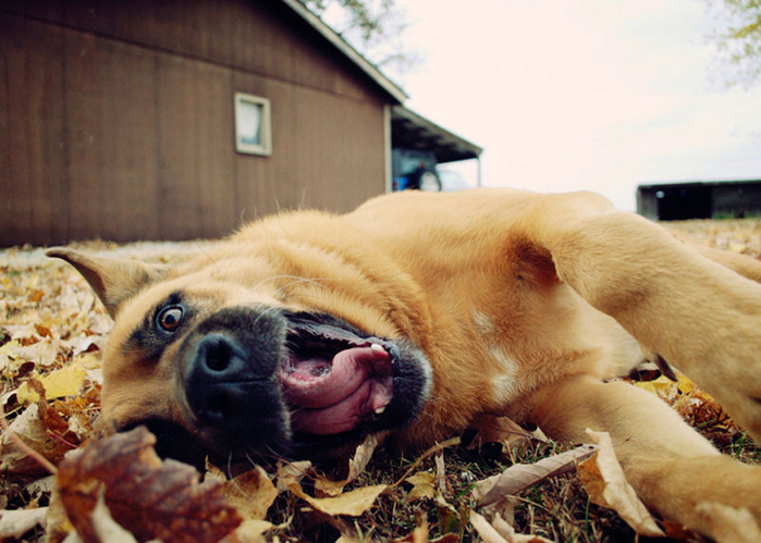 how_dogs_play_in_leaves_640_07 (700x499, 382Kb)