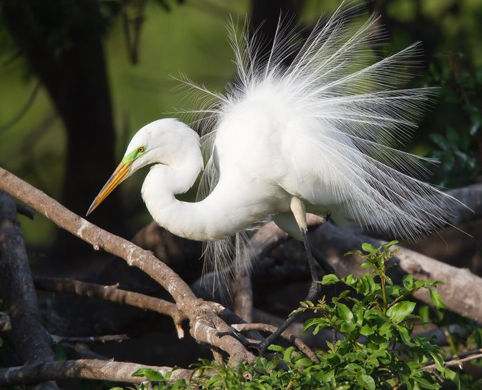 grande egret branco 