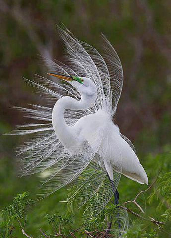 grande egret branco