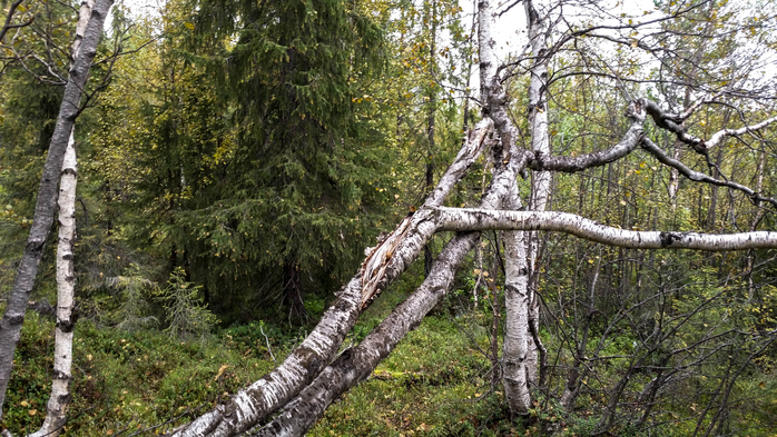20160820_111658 (700x393, 461Kb)