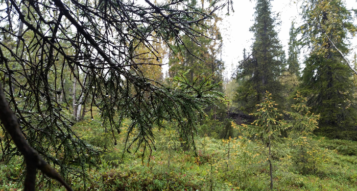 20160820_130901 (700x375, 444Kb)