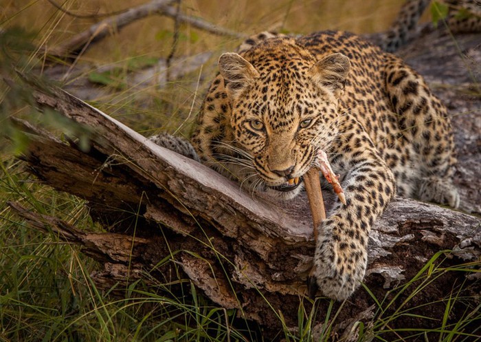 Фотографы, снимающие красивые портреты диких животных