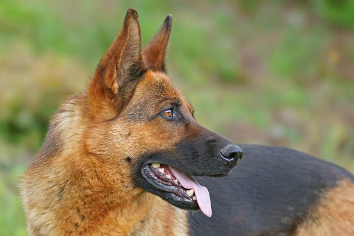Джонатан, собака, которая охраняла жизни четырех латвийских президентов