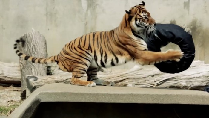 В японском зоопарке хищники делают модные джинсы