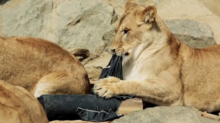 В японском зоопарке хищники делают модные джинсы