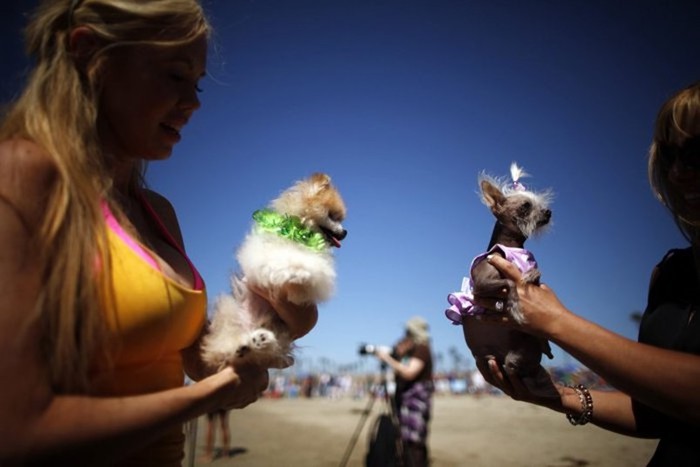 Соревнования по серфингу среди собак в Калифорнии