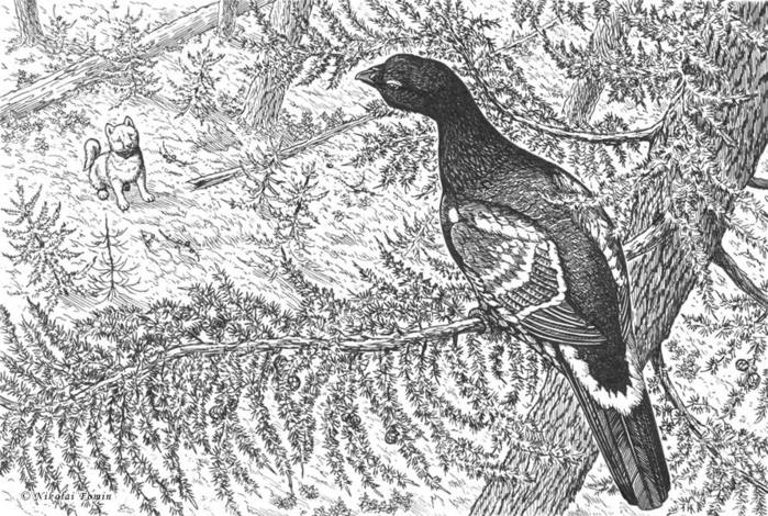 14563383_1240206256021813_7815393060826234262_n (700x470, 112Kb)