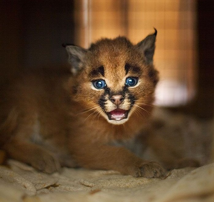 Детеныши каракала: самые милые котята на планете. Если не считать бархатных кошек!