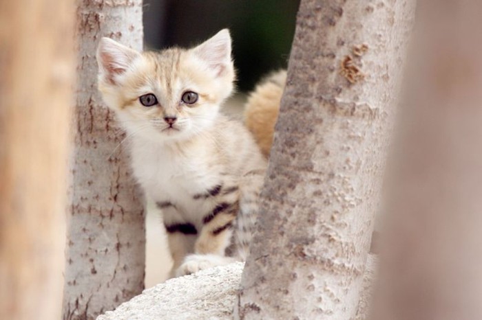 Детеныши каракала   самые милые котята на планете, если не считать бархатных кошек!