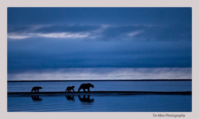 Топ 10 талантливых фотографов дикой природы и их потрясающие фотографии животных