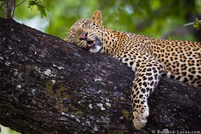 Топ 10 талантливых фотографов дикой природы и их потрясающие фотографии животных