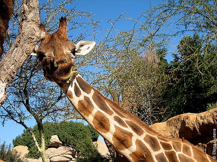 Биопарк в Валенсии   самый большой в Европе: фламинго, жирафы, слоны, носороги и другие