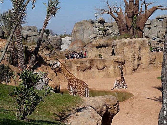 Биопарк в Валенсии   самый большой в Европе: фламинго, жирафы, слоны, носороги и другие