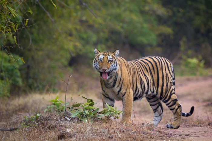 Самые сильные кошки: 40 интересных фактов о тиграх
