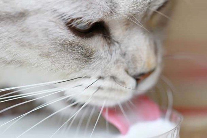 Секреты домашних любимцев: 20 любопытных фактов о кошках