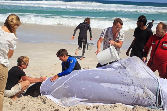 Выжило всего пять китов из 19, выброшенных на пляж Кейптауна