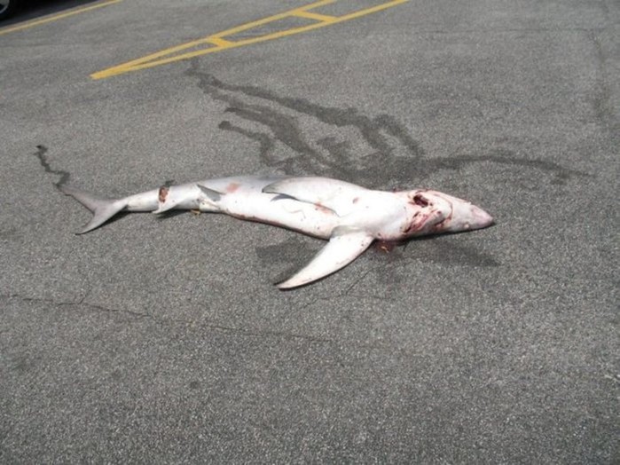 Как акула упала с неба на стоянку Лонг Айленда