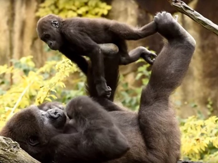 Сотруднице американского зоопарка пришлось стать гориллой