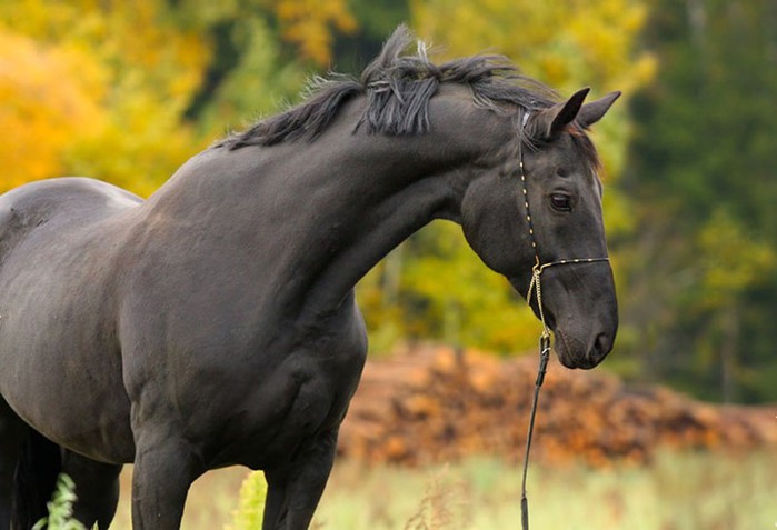 Умные, прекрасные и благородные животные: 30 фактов о лошадях