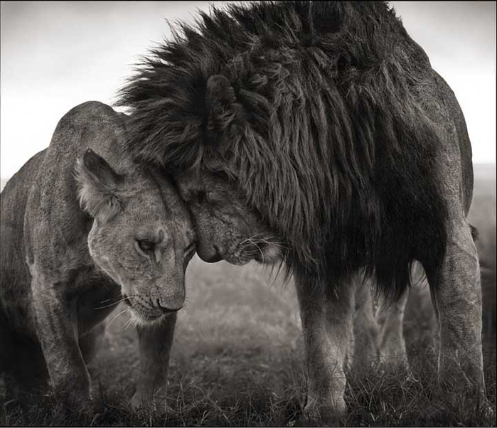 fotograf-nick-brandt-afrika-009 -  -  (700x602, 270Kb)