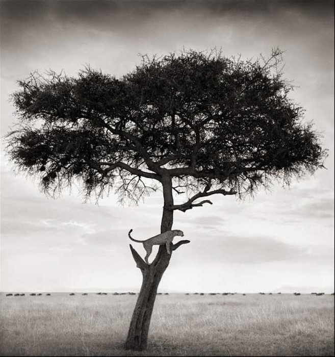 fotograf-nick-brandt-afrika-013 -  -  (657x700, 285Kb)