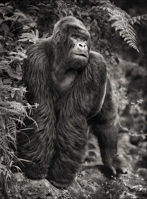 fotograf-nick-brandt-afrika-023 (518x700, 259Kb)