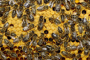 300px-Bienen_35b (300x200, 39Kb)