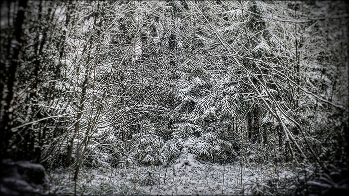 Первый снег в лесу/3673959_4 (700x393, 139Kb)