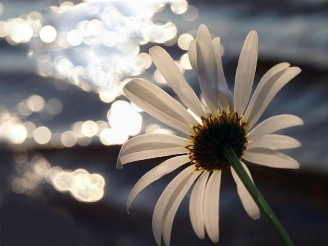 4208855_wRqQU3mKae4 (640x480, 33Kb)